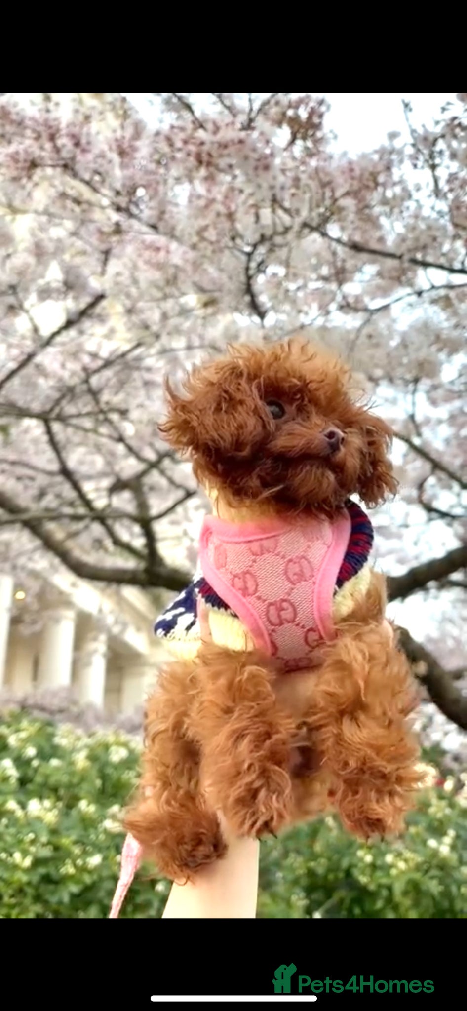 Toy Poodle dogs Asian Toy Poodle (1kg) - Advert 18