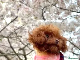 Toy Poodle dogs Asian Toy Poodle (1kg) - Advert 18