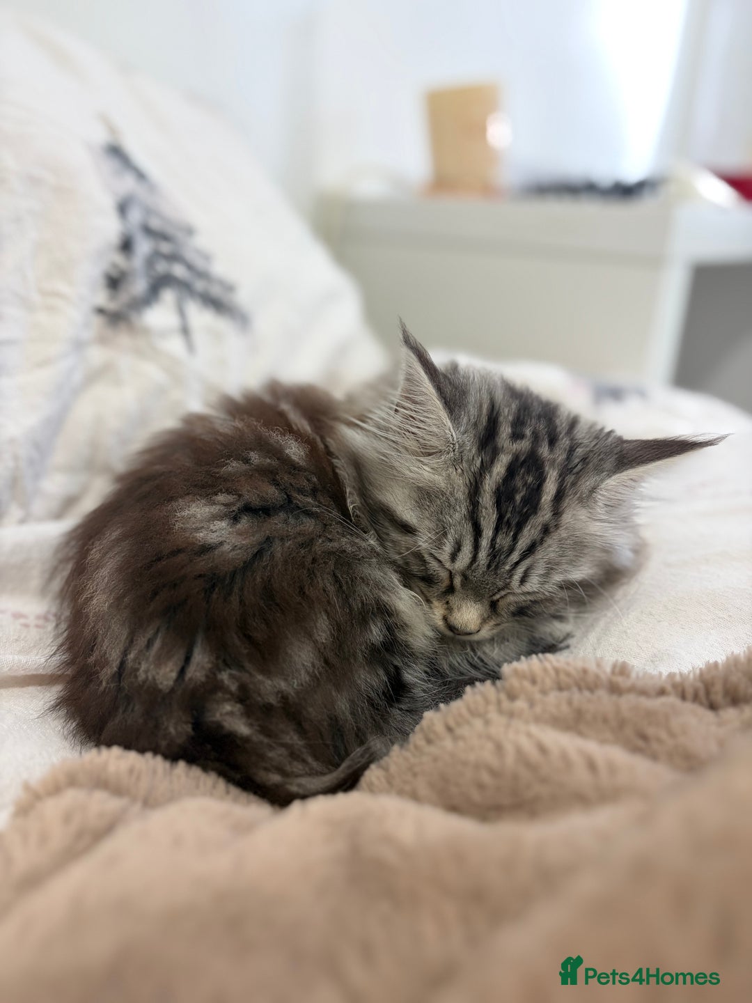 Mixed Breed cats for sale: Beautiful kitten maine coon mixed  - Advert 6