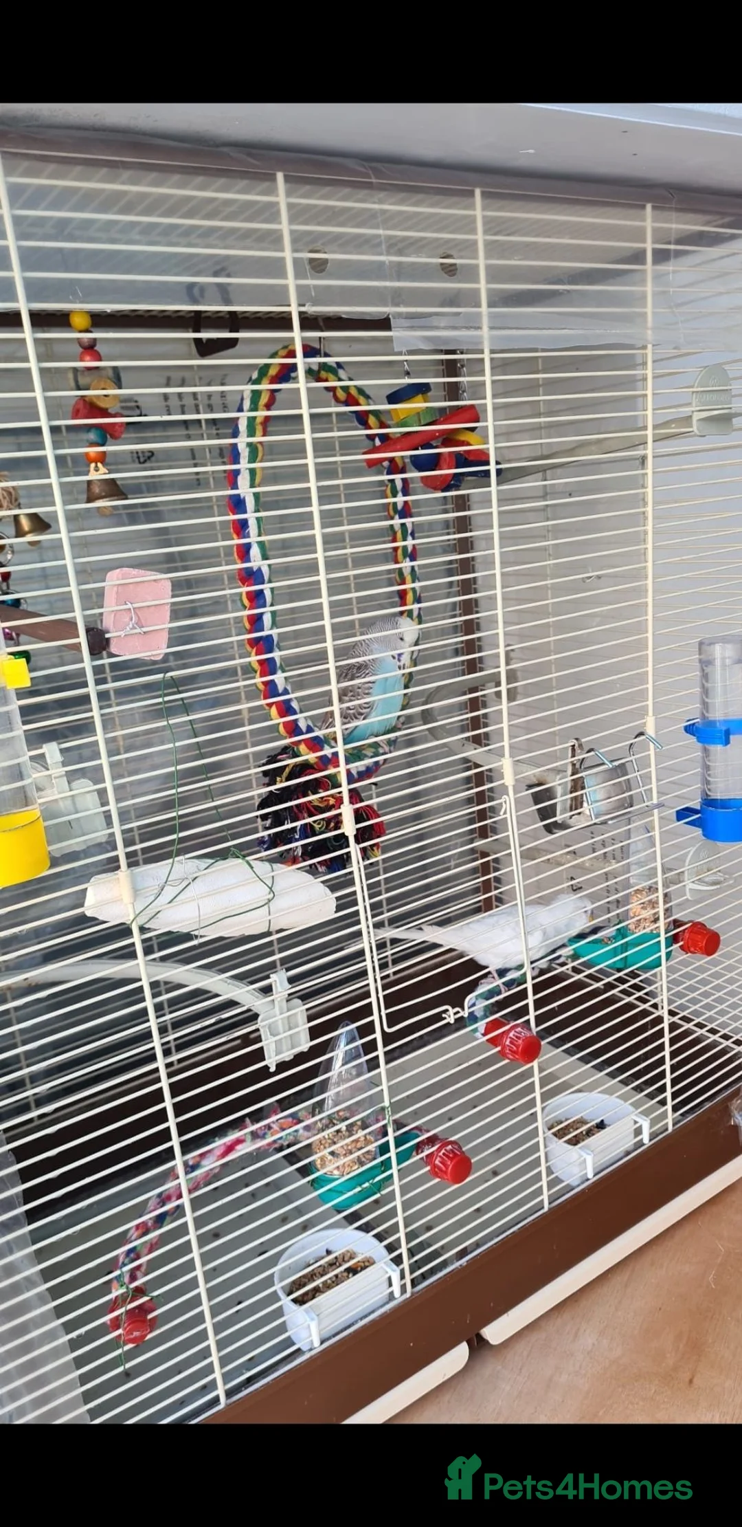 Budgerigars birds for sale: Proven Pair buggies in Ilford - Advert 2
