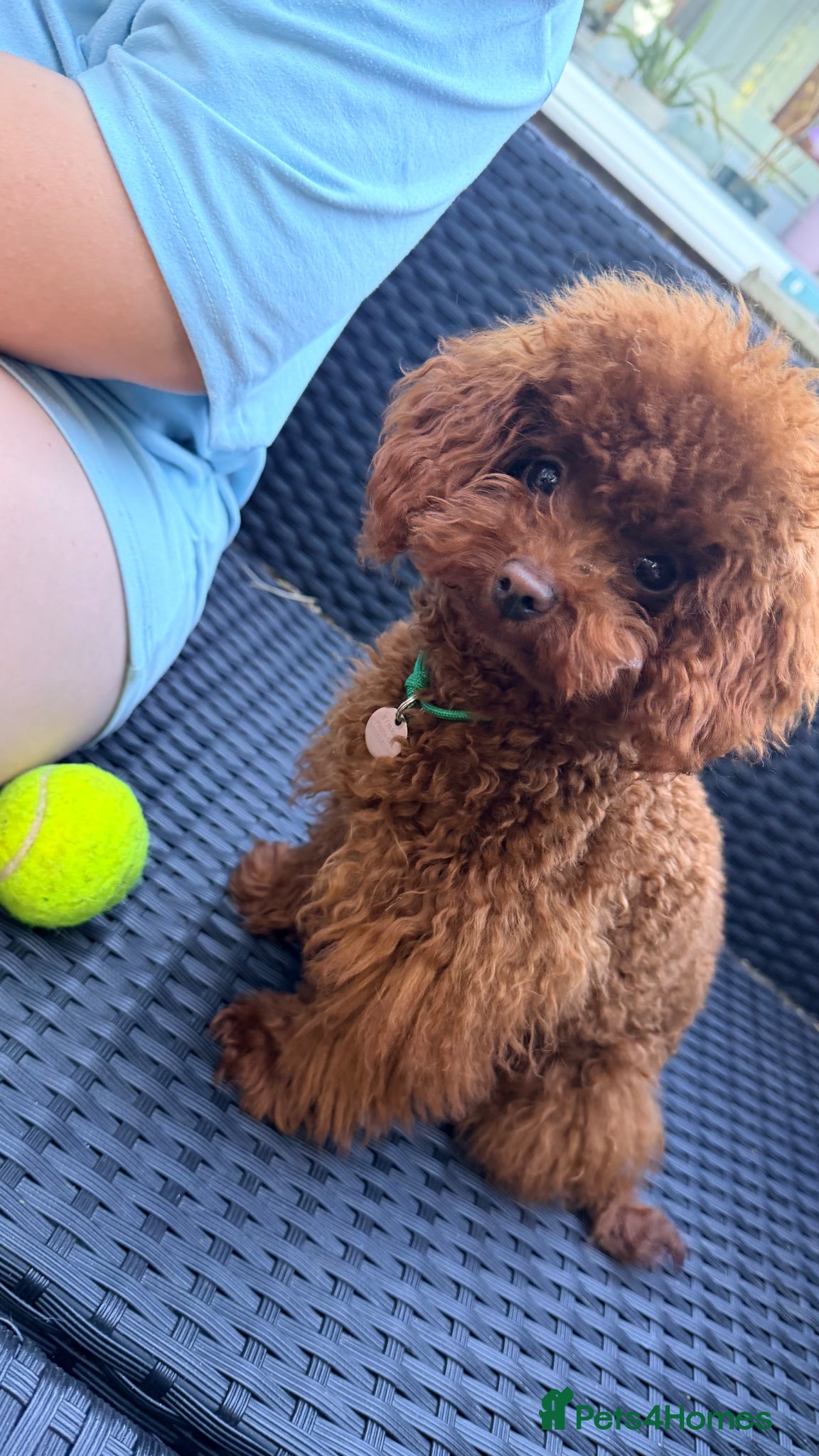 Toy Poodle dogs Asian Toy Poodle Stud - Advert 1