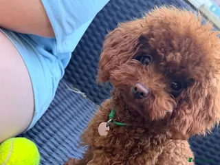 Toy Poodle dogs Asian Toy Poodle Stud - Advert 1