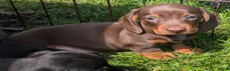 Miniature Dachshund dogs for sale: Quality KC/ PRA clear Miniature Dachshund puppies  - Advert 12