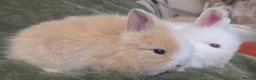 Lionhead rabbits for sale: Lionhead bunnys for sale - Advert 4