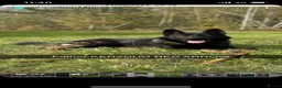 German Shepherd dogs for sale: KC Czech working line German shepherd puppies  - Advert 7