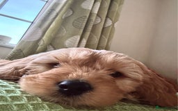 Miniature Poodle dogs for stud: Miniature poodle for stud. - Image 8
