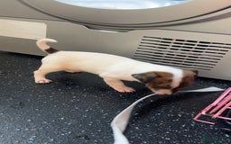 Jack Russell dogs for sale: Jack Russell  - Image 12