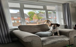 Cocker Spaniel dogs for stud: Cocker spaniel for stud in Wednesbury - Image 7