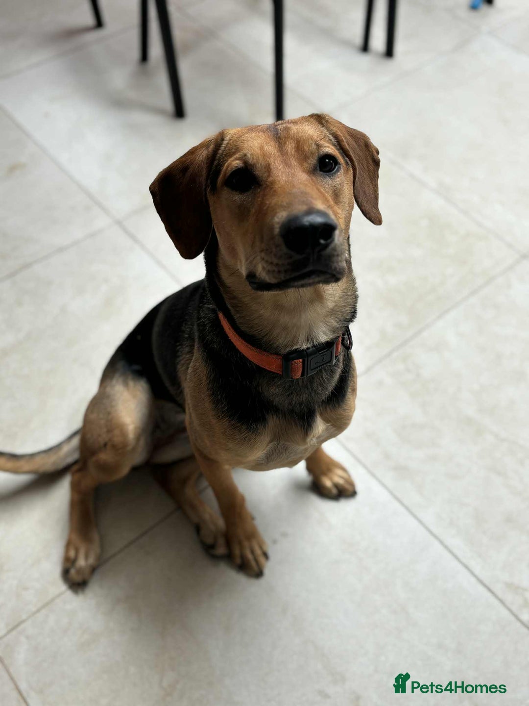 Mixed Breed dogs for adoption: LUNA - 9 months old, Adorable Girl Hound Mix Pup - Image 10