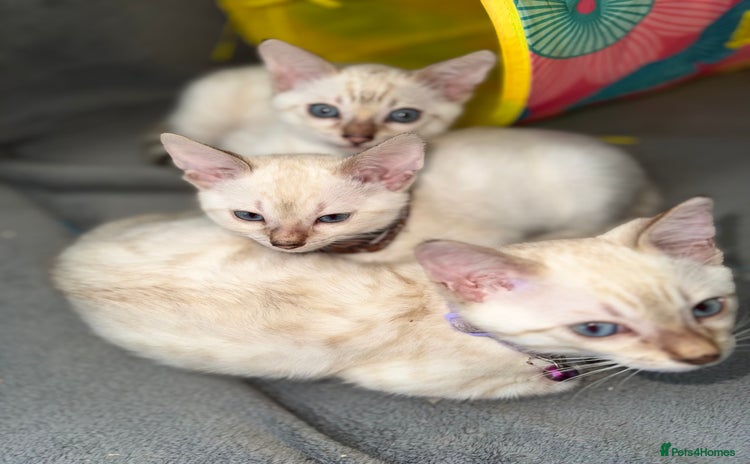 Bengal cats - Advert 3