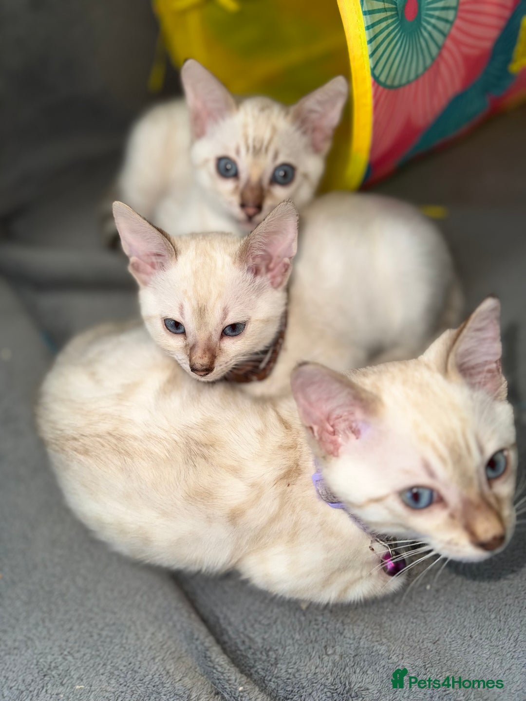 Bengal cats for sale: Blue Eyes Snow Lynx Bengal Kittens - Image 1