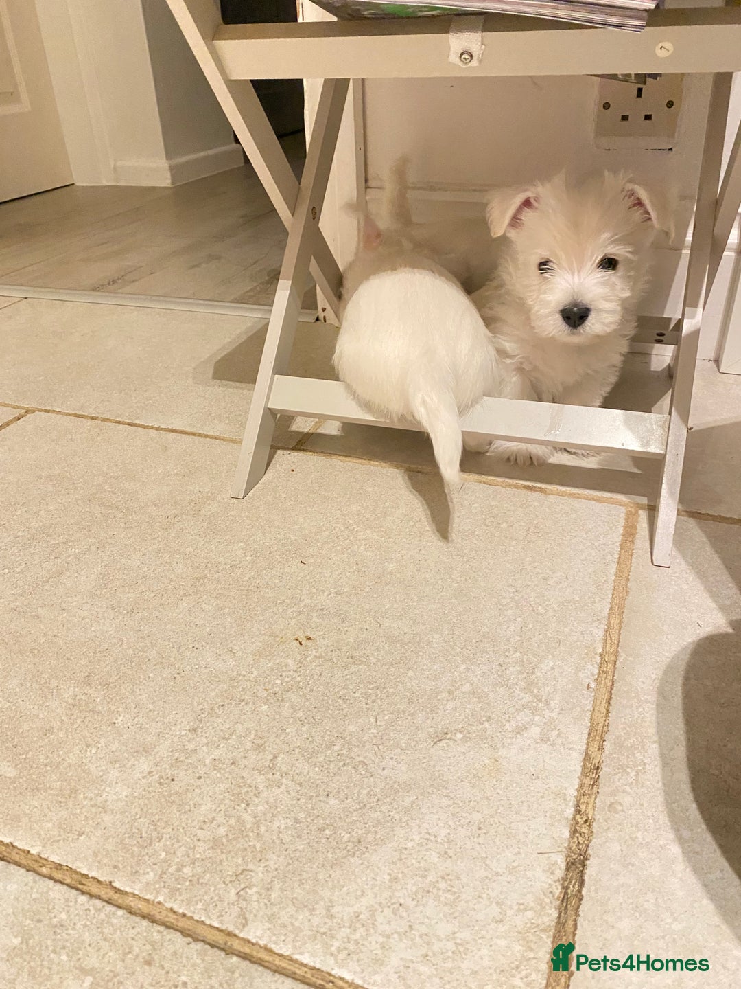 West Highland Terrier dogs for sale: Pure Breed West Highland Terrier - Advert 10