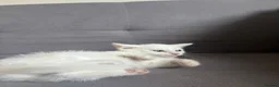 Turkish Angora cats for sale: 2 beautiful Turkish Angora kittens ready! - Advert 3