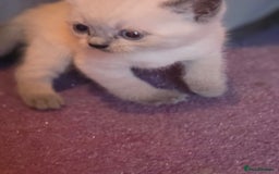 British Shorthair cats for sale: 6 x British Short-haired Blue kittens for sale - Image 4