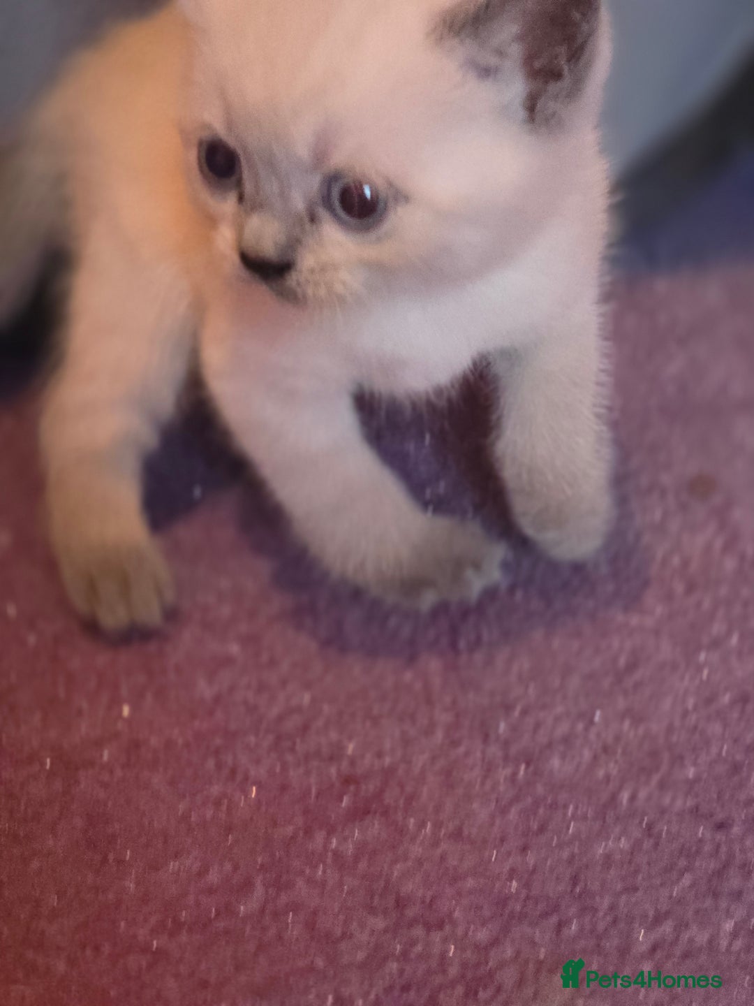 British Shorthair cats for sale: 6 x British Short-haired Blue kittens for sale - Image 4