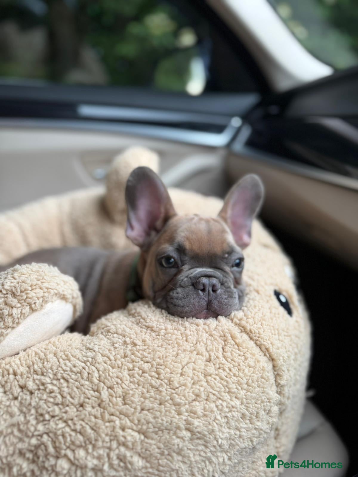 French Bulldog dogs £750! Last Male Puppy Left! BLUE FAWN - Advert 19