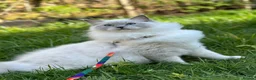 Ragdoll cats for sale: GCCF / European bloodline ragdoll kittens  - Advert 32