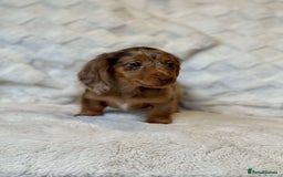 Miniature Dachshund dogs for sale: Long Haired miniature dachshunds - Image 6