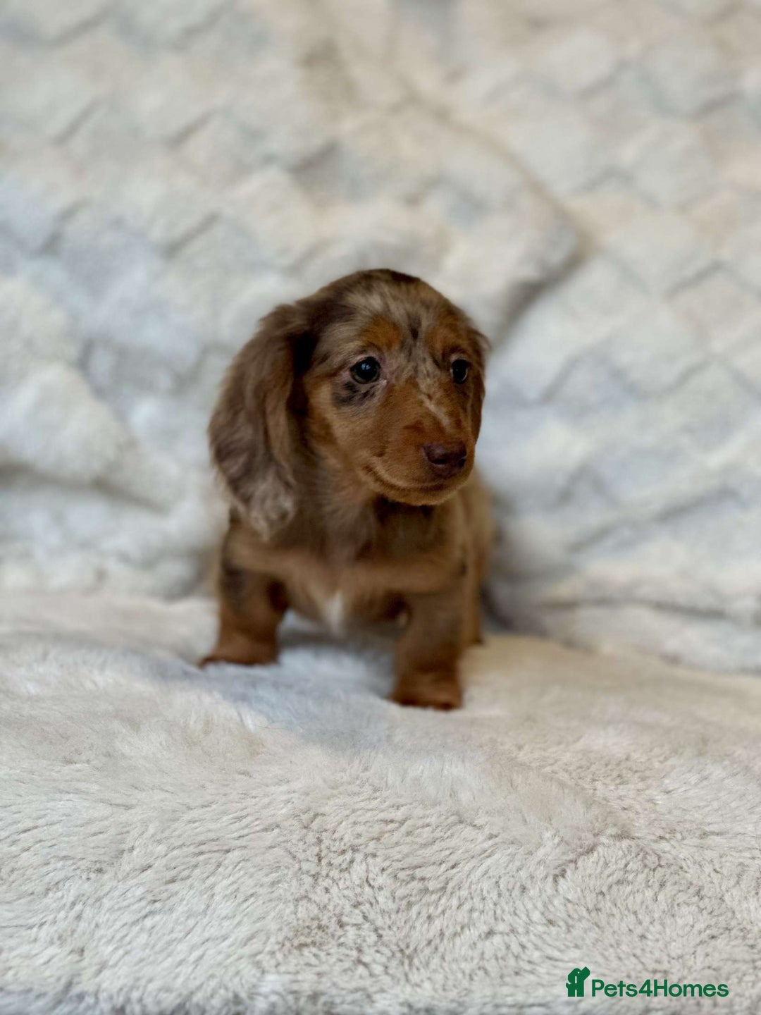 Miniature Dachshund dogs for sale: Long Haired miniature dachshunds - Image 6