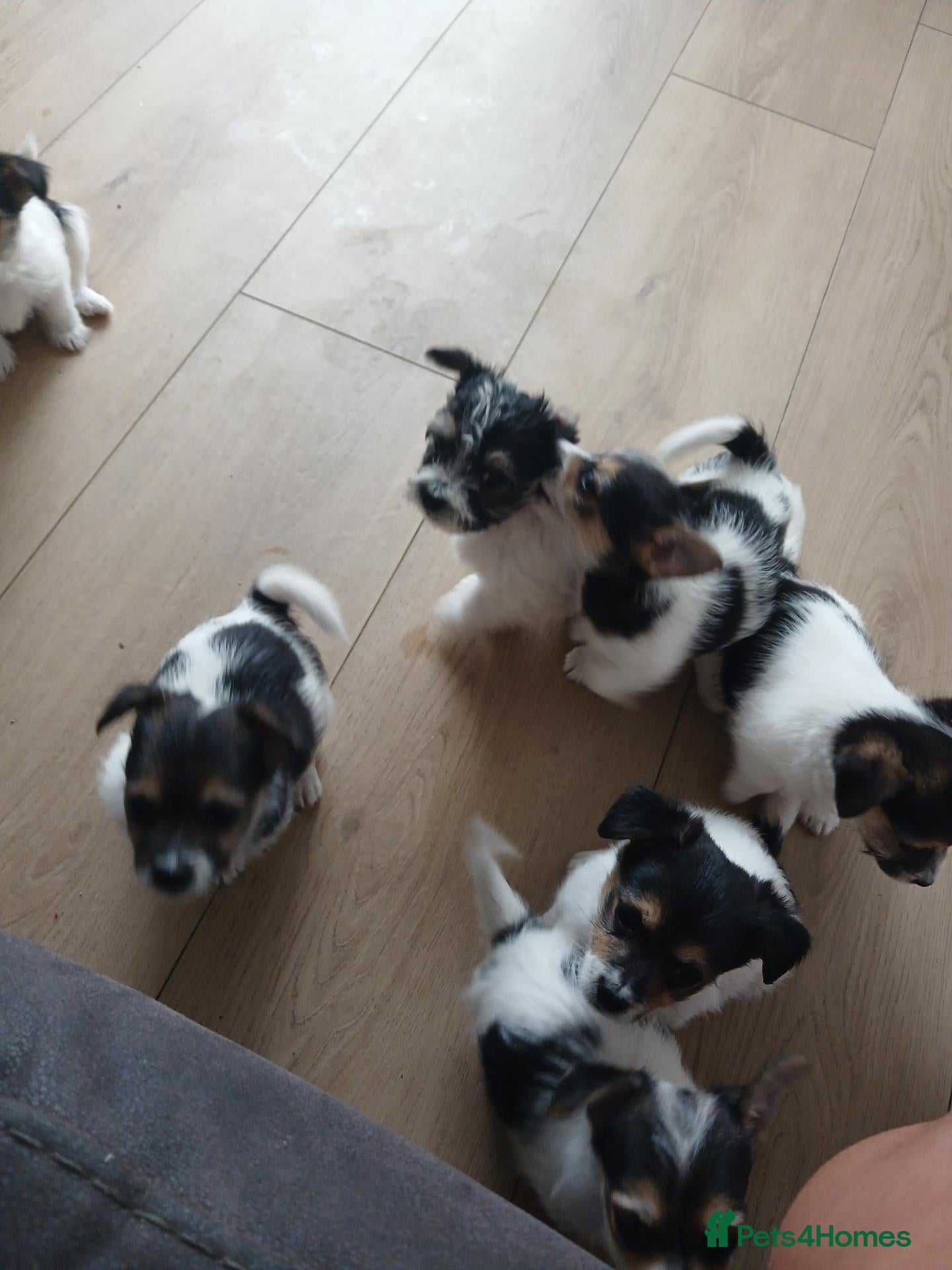 Mixed Breed dogs Terrier mixed breed puppies  - Advert 5