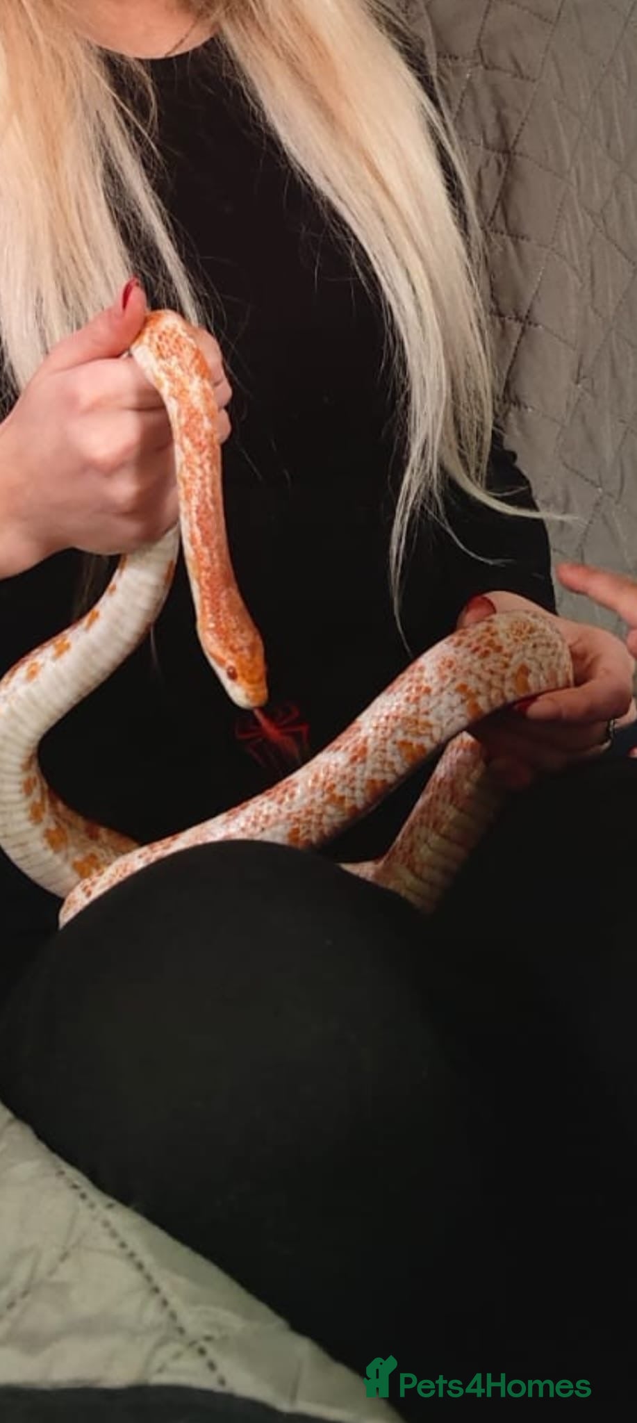 Corn Snake reptiles Corn snake  - Advert 1