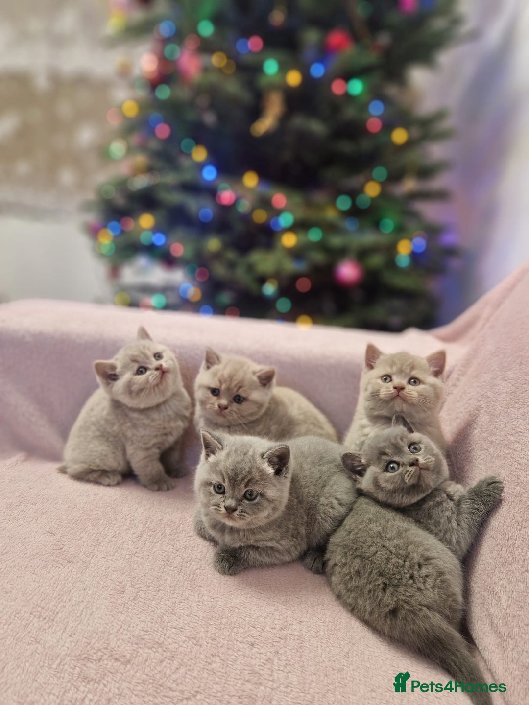 British Shorthair cats for sale: All Reserved Now. - Advert 31