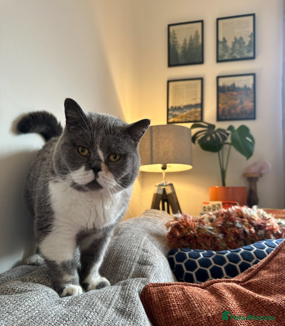 British Shorthair cats for sale: Belle - my beautiful, sweet, indoor baby  - Advert 1