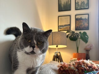 British Shorthair cats for sale: Belle - my beautiful, sweet, indoor baby - Advert 1