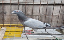 Pigeons birds for sale: Racing pigeons for sale - Image 5