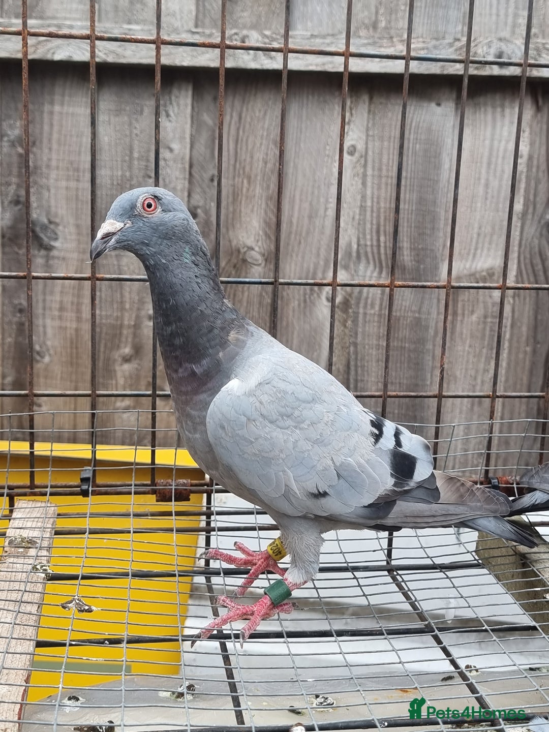 Pigeons birds for sale: Racing pigeons for sale - Image 5