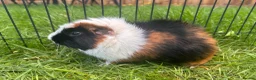 Guinea Pig rodents for sale: Hawk & Panda  - Advert 10