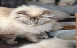 Ragdoll cats for sale: 🌟 Stunning  Pedigree Ragdoll Kittens 🌟 - Image 5