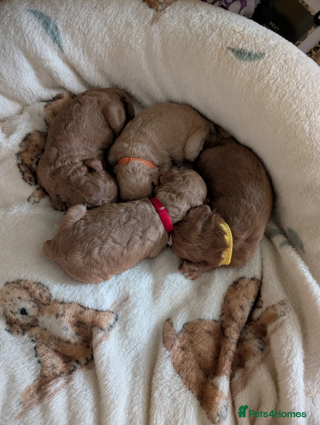 Cavapoo dogs for sale: F1b Cavapoo Puppies  in Leek - Advert 7