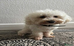 Toy Poodle dogs for sale: TOY POODLE APRICOT FEMALE - Image 1