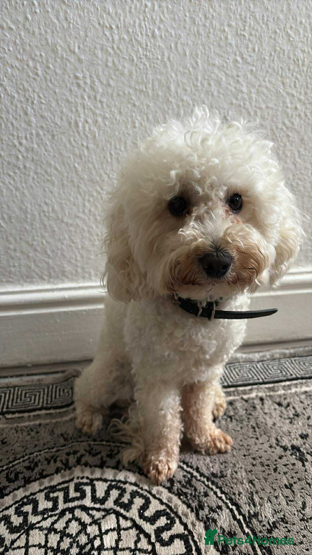 Toy Poodle dogs for sale: TOY POODLE APRICOT FEMALE - Image 1