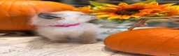 Ragdoll cats for sale: Beautiful litter of Ragdoll kittens - Advert 31