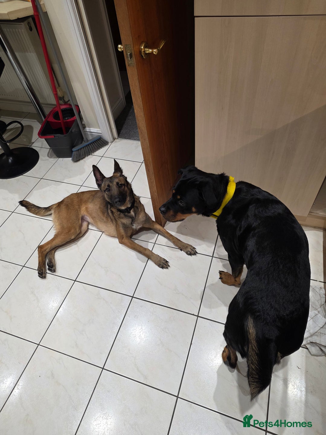 Belgian Shepherd Dog dogs for sale: Belgian Malanois for re-homing - Advert 3