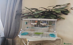 Budgerigars birds for sale: Pair of 2 Young Budgies. Looking for a Loving Home - Image 5