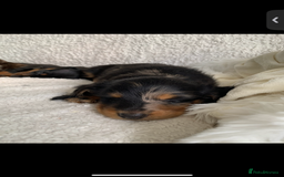 Miniature Dachshund dogs for sale: KC Long haired miniature dachshund puppies - Image 4