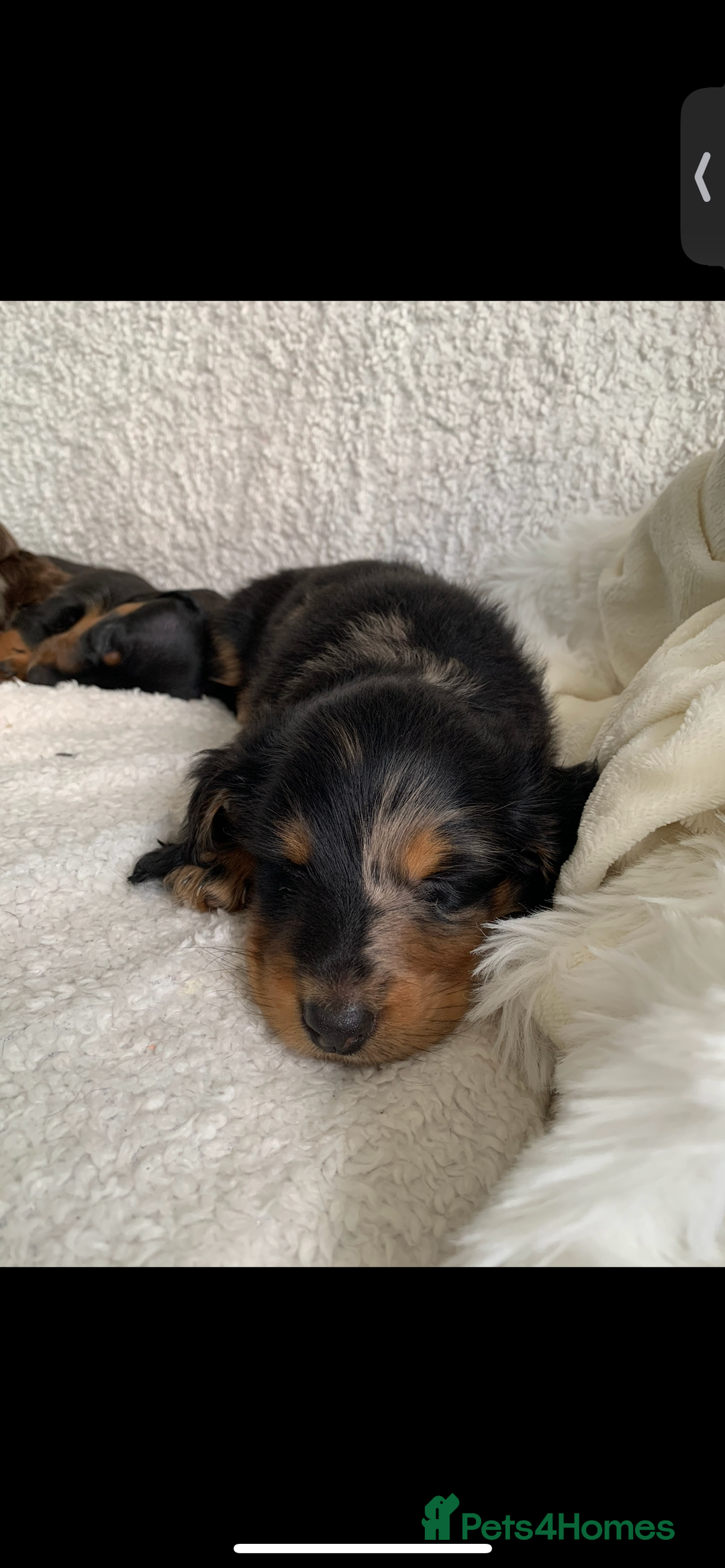 Miniature Dachshund dogs for sale: KC Long haired miniature dachshund puppies - Image 4