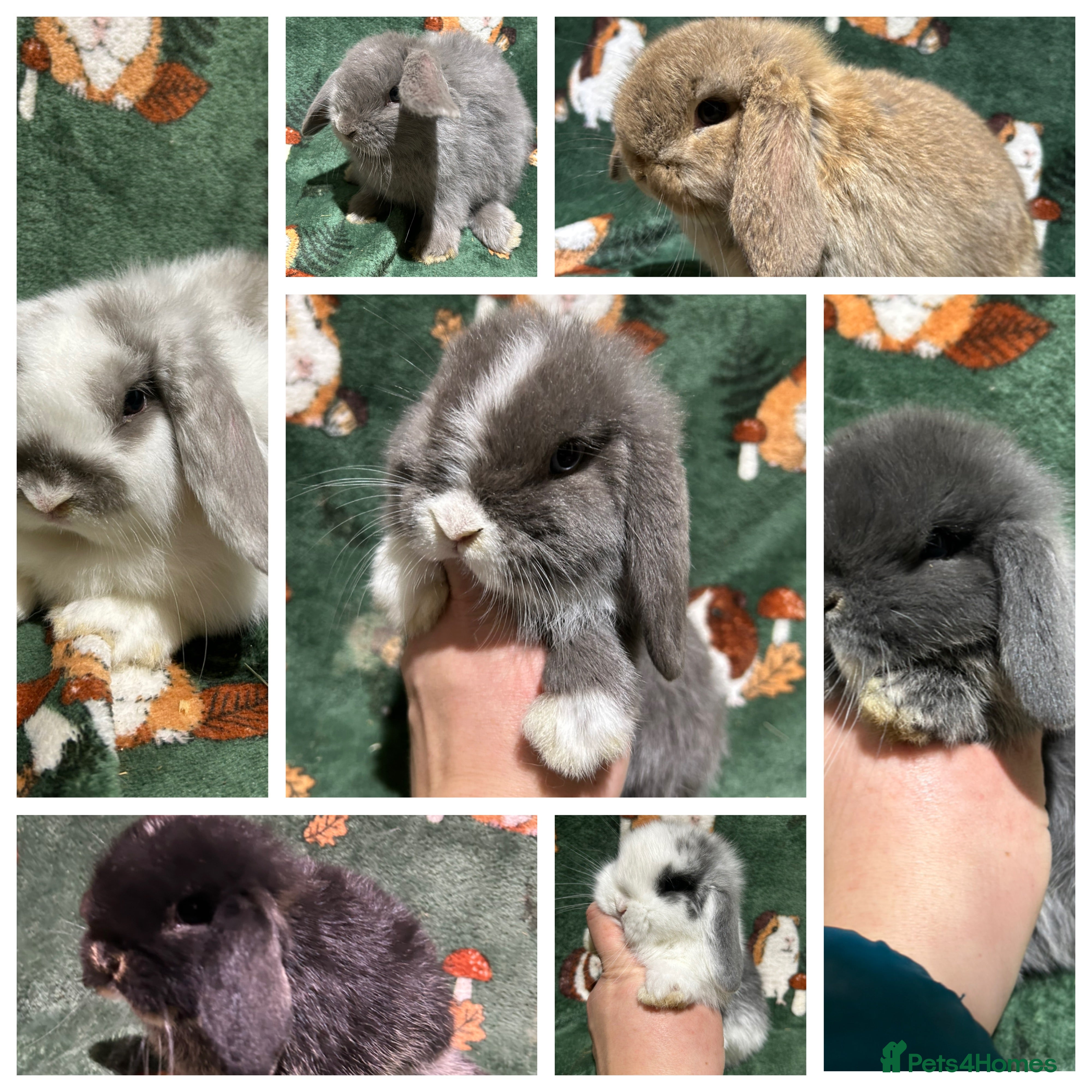 Mini Lop rabbits Beautiful Baby Mini Lops  - Advert 9