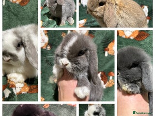 Mini Lop rabbits Beautiful Baby Mini Lops - Advert 1