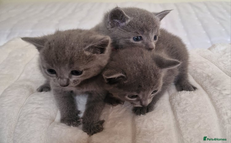 Russian Blue cats - Advert 4
