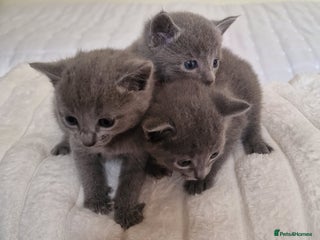 Russian Blue cats - Advert 2