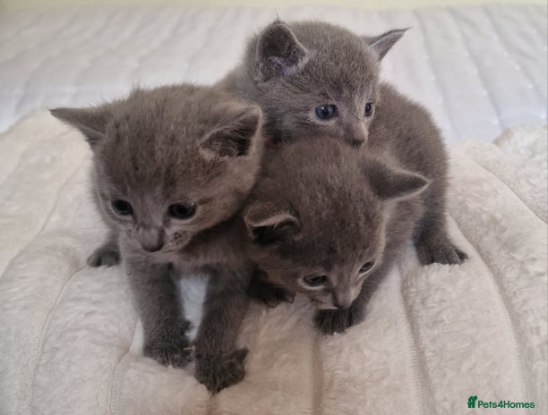 Russian Blue cats - Advert 1