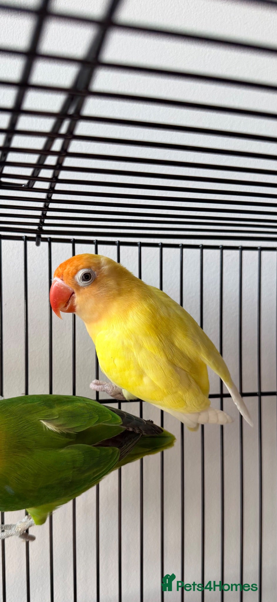 Lovebirds birds     Male Lovebird Looking for Home - Advert 2