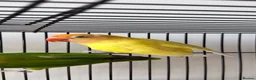 Lovebirds birds for sale:     Male Lovebird Looking for Home in Sunbury-on-Thames - Advert 1
