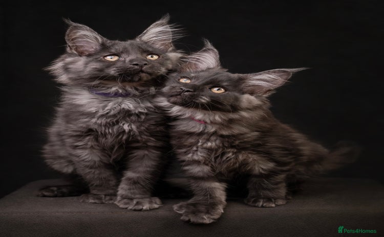 Maine Coon cats - Advert 14