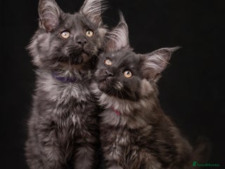 Maine Coon cats - Advert 20