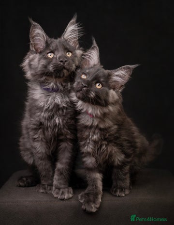 Maine Coon cats - Advert 3